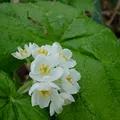 Skeleton Flower perfume note