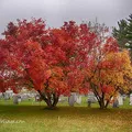 Smoketree, nota de perfume
