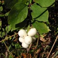 Snowberry, nota de perfume