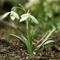 snowdrops, nota de perfume