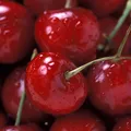 Sour Cherry, nota de perfume