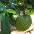 Soursop, nota de perfume