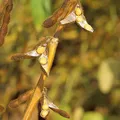 Soybean, nota de perfume