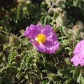 Spanish Labdanum, nota de perfume
