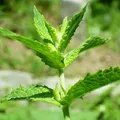 Spearmint, nota de perfume