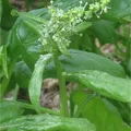 Spinach perfume note