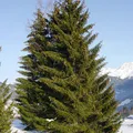 spruce, nota de perfume