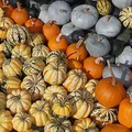 Squash, nota de perfume