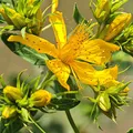St. John's Wort, nota de perfume