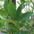 Star Anise, nota de perfume