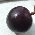 Star apple, nota de perfume