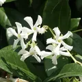 Star Jasmine, nota de perfume