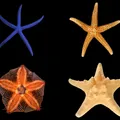 Starfish als Duftnote
