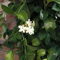 Stephanotis, nota de perfume