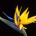 strelitzia, nota de perfume