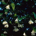 Styrax, nota de perfume