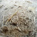 Sugar Cane, nota de perfume