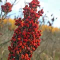 Sumac, nota de perfume