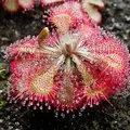 Sundew perfume note