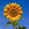 Sunflower, nota de perfume