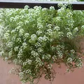 Sweet Alyssum als Duftnote