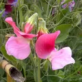 sweet pea, nota de perfume
