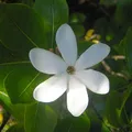 tahitian gardenia, nota de perfume