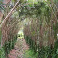Tahitian Vanilla, nota de perfume