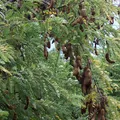 Tamarind, nota de perfume