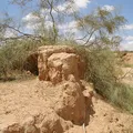 Tamarisk, nota de perfume