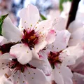 Tangerine Blossom, nota de perfume