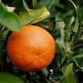Mandarina, nota de perfume