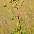 Tansy perfume note