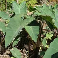 Taro perfume note