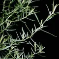 Tarragon, nota de perfume