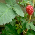 Tayberry, nota de perfume