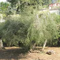 Tea Tree Oil, nota de perfume