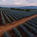 Tequila, nota de perfume