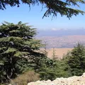 Texas Cedar, nota de perfume
