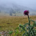 Thistle, nota de perfume