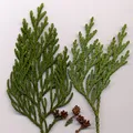 Thuja, nota de perfume