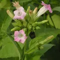Flor de tabaco, nota de perfume