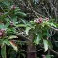 Haba tonka, nota de perfume