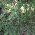 Torreya perfume note