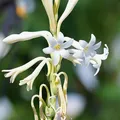 Nardo, nota de perfume