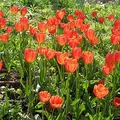 tulip, nota de perfume