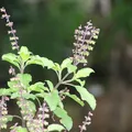 Tulsi als Duftnote