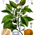 Tunisian Neroli, nota de perfume