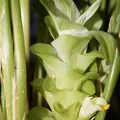 Turmeric, nota de perfume