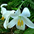 Tyger Lily, nota de perfume